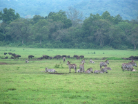 Zebras at Arusha National Park
